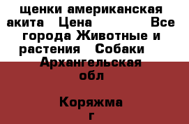 щенки американская акита › Цена ­ 30 000 - Все города Животные и растения » Собаки   . Архангельская обл.,Коряжма г.